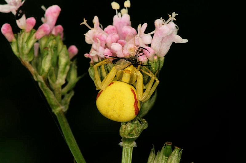 Misumena_vatia_D4911_Z_94_Les Gris_Frankrijk.jpg